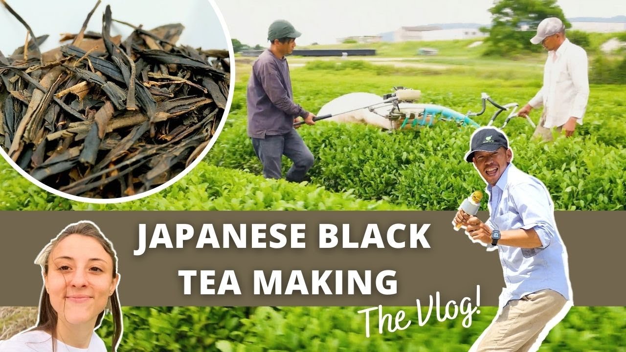 Making and brewing of Japanese Black Tea (VLOG)