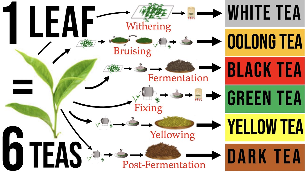 Tea Processing Explained in Full: How Raw Tea Leaves are Transformed into the 6 Major Tea Types